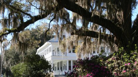 围绕着 Chinsegut Hill Manor House 历史博物馆的杜鹃花