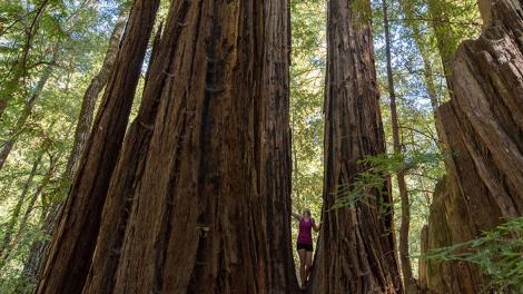 在大盆地红木州立公园参观参天大树 在大盆地红木州立公园参观参天大树