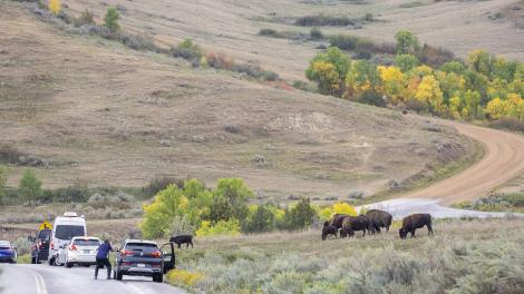 在北达科他州驱车游览西奥多·罗斯福国家公园，沿途寻觅野牛的踪迹