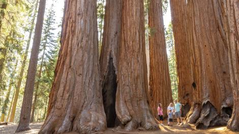 一家人对美洲杉国家公园 (Sequoia National Park) 的巨型林木感到震撼不已 一家人对美洲杉国家公园 (Sequoia National Park) 的巨型林木感到震撼不已