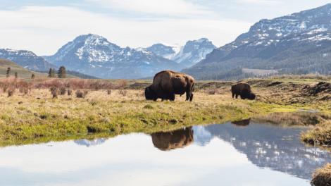 黄石国家公园马尔山谷 (Lamar Valley) 里的野牛在吃草