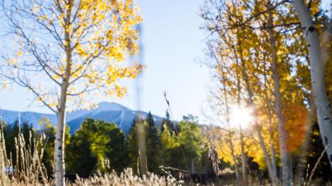 Autumn colours in the Coconino National Forest in Flagstaff, Arizona