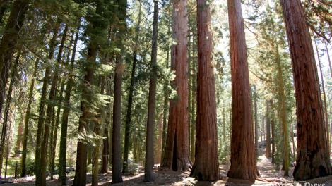 加利福尼亚州的红木 加利福尼亚州的红木
