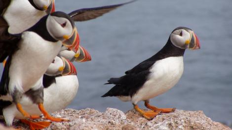 8 Great Lakes and Northeast Marine Wildlife Viewing Experiences You Can’t Miss