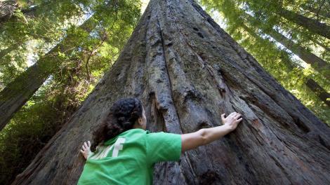 8 Amazing Places to See the Redwoods in California