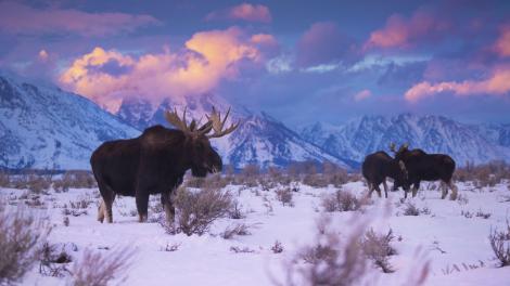 Moose feeding at sunset below the Teton range Moose feeding at sunset below the Teton range
