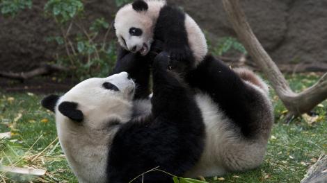 Mother and baby pandas playing at San Diego Zoo in California