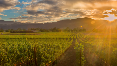 Chef Stephen Barber Goes Inside Napa Valley’s Food Scene