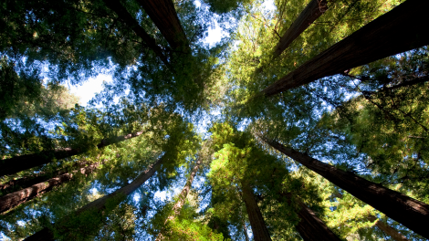California redwood trees