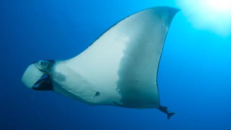 Manta Ray