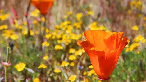 California poppies