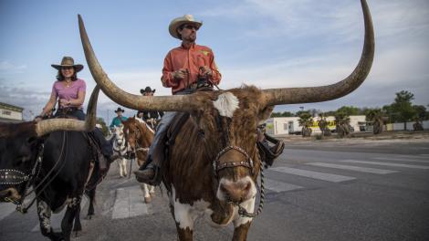 Touring by horse and steer in Bandera, Texas