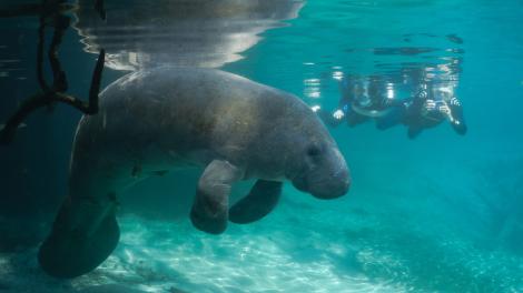 Swim with manatees, Crystal River