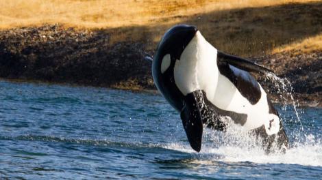 An orca breaches in the Pacific ocean