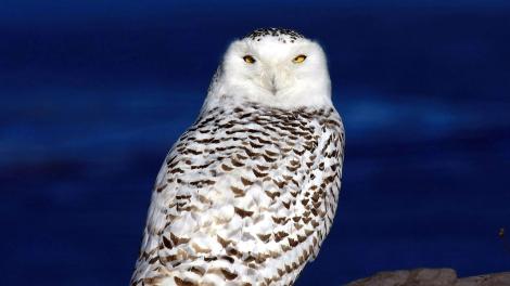 A snowy owl surveys the landscape