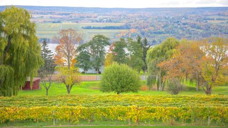 Glenora Wine Cellars, Finger Lakes Glenora Wine Cellars, Finger Lakes