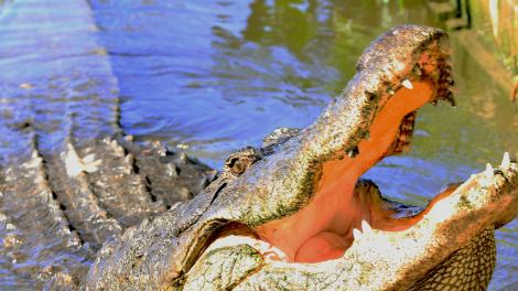Large alligator at Gatorland in Orlando, Florida