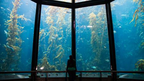 Massive seaweed forest tank at the Monterey Bay Aquarium