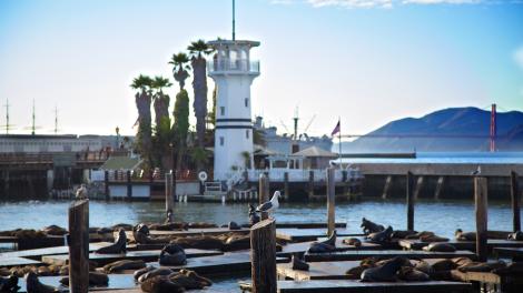 Sea Lions sunbath on the docks off Pier 39 at Fisherman’s Wharf in San Francisco, California