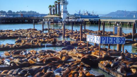 Sea lions at home at Pier 39 in San Francisco 