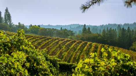 Vineyard in the hills of El Dorado County in California