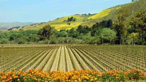 A vineyard in the Santa Rita Hills in Santa Barbara County
