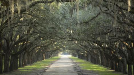 沃尔姆斯罗州立历史遗迹内两旁橡树林立的车道