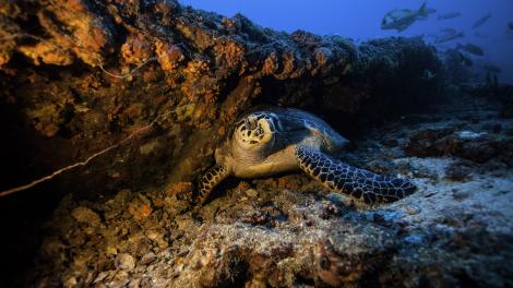 在基拉戈的约翰彭尼坎普州立公园，海龟栖息在美国海岸警卫队杜南号快艇上