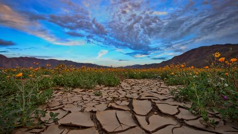 安沙波利哥沙漠州立公园日出
