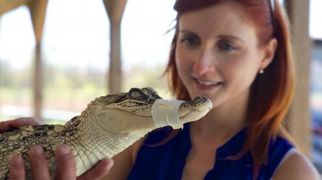 安妮•米勒之子沼泽之旅游客与鳄鱼幼崽亲密接触