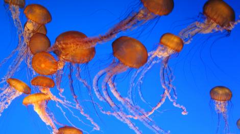 水族馆里的水母 水族馆里的水母