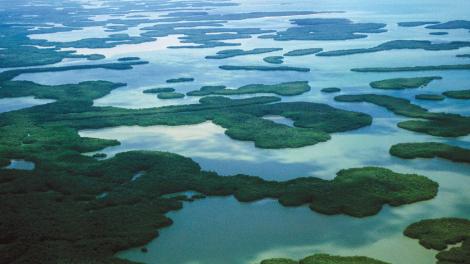 佛罗里达大沼泽地
