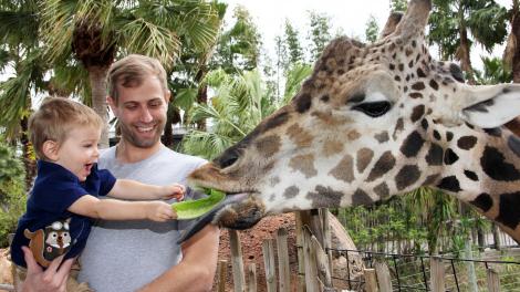 在劳瑞公园动物园喂长颈鹿