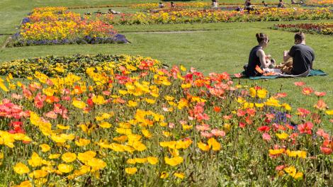 在金门公园的美丽草地上野餐 在金门公园的美丽草地上野餐