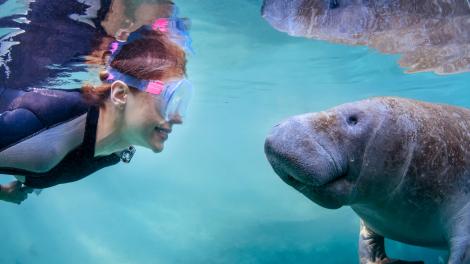 在导游的带领下，于佛罗里达州水晶河的海牛游泳之旅中与海牛进行亲密接触