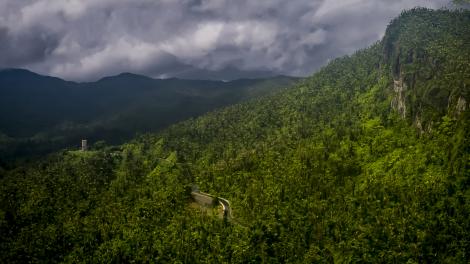 波多黎各云盖国家森林中的雨林景致 波多黎各云盖国家森林中的雨林景致