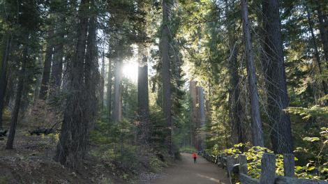 Hiking among the giant sequoias of Tuolumne Grove in Yosemite National Park, California