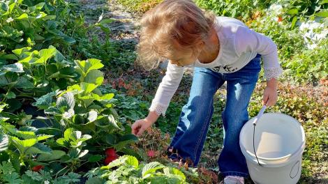 在佛罗里达州布朗斯维尔的 JG Ranch 农场摘草莓