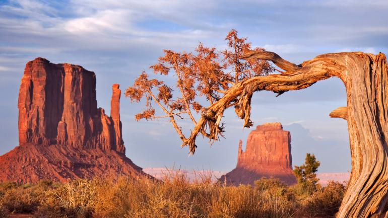 犹他州纪念碑谷周围的沙漠植物