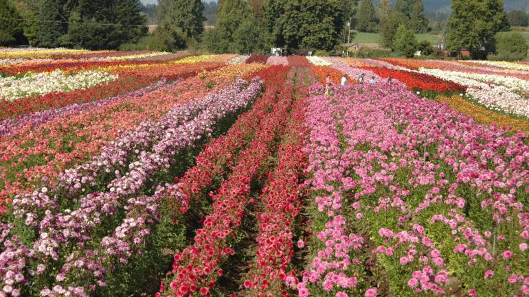 驱车沿着康比农场环线（Canby Farm Loop）行驶，途经遍布农场、酒庄和啤酒厂，还有不少鲜花盛放的花田，令人不胜陶醉。