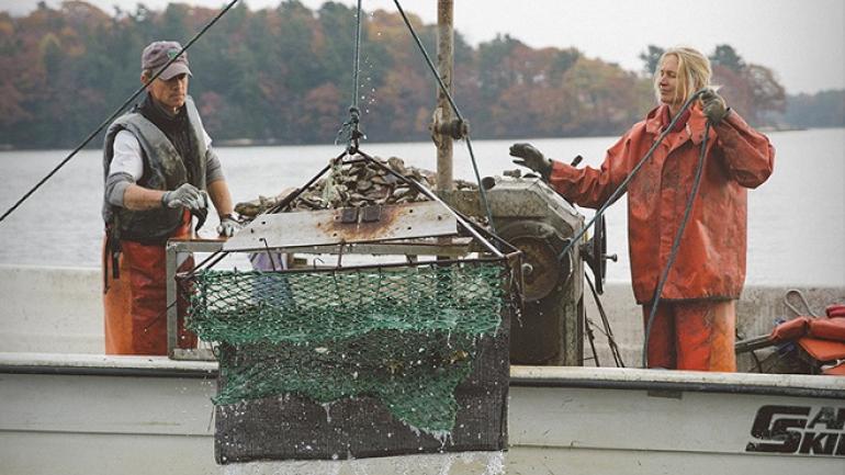 缅因州的牡蛎是在沿海寒冷的水域中捕获的，该州众多餐厅均有供应。
