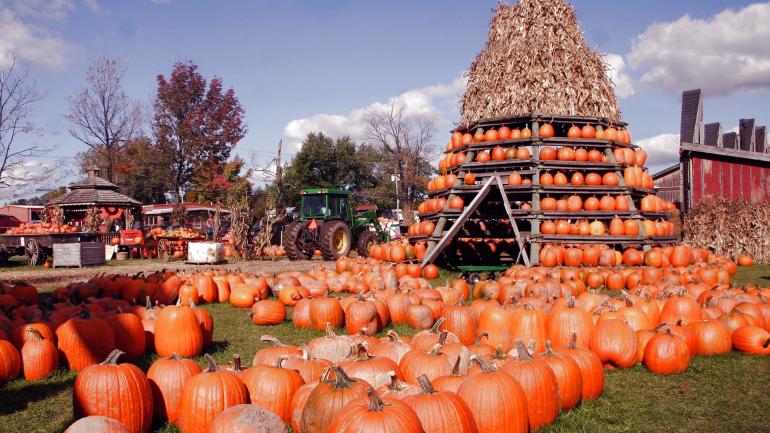 Wander through a pumpkin wonderland at The Great Pumpkin Farm Fall Festival. Wander through a pumpkin wonderland at The Great Pumpkin Farm Fall Festival.