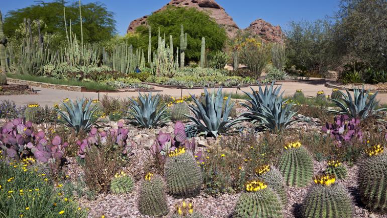沙漠植物园的各类仙人掌和耐寒植物