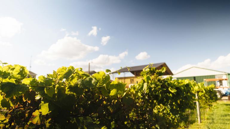 Danenberger Family Vineyards 葡萄园内青翠的葡萄藤 Danenberger Family Vineyards 葡萄园内青翠的葡萄藤