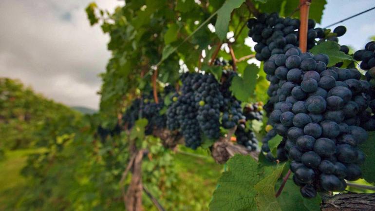 品尝弗吉尼亚州富含活力的葡萄酒