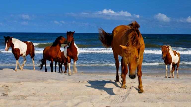 观赏阿萨蒂格岛国家海岸上的野马