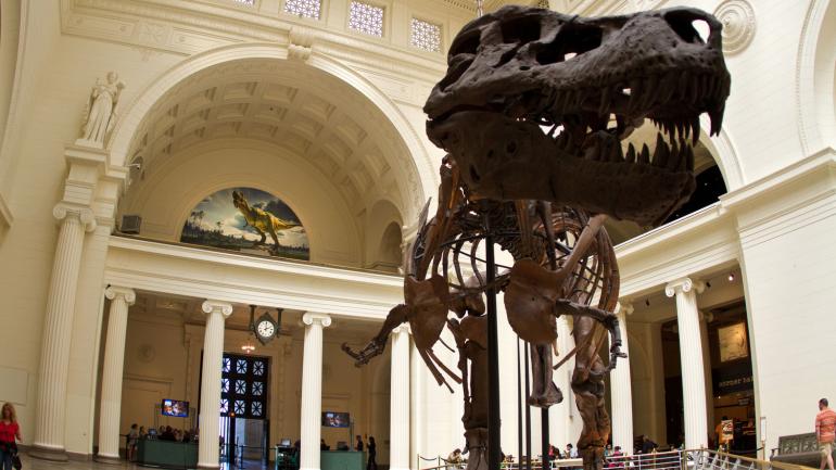 苏（ SUE）是菲尔德博物馆展出的绝无仅有的最大雷克斯暴龙