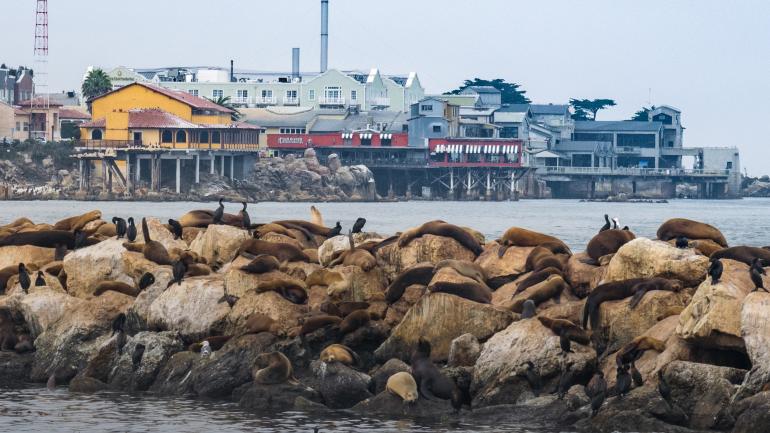 海狮在蒙特雷港防波堤的岩石上小憩 海狮在蒙特雷港防波堤的岩石上小憩