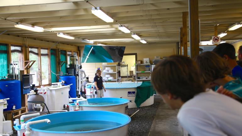 佐治亚州海龟中心内的康复治疗馆