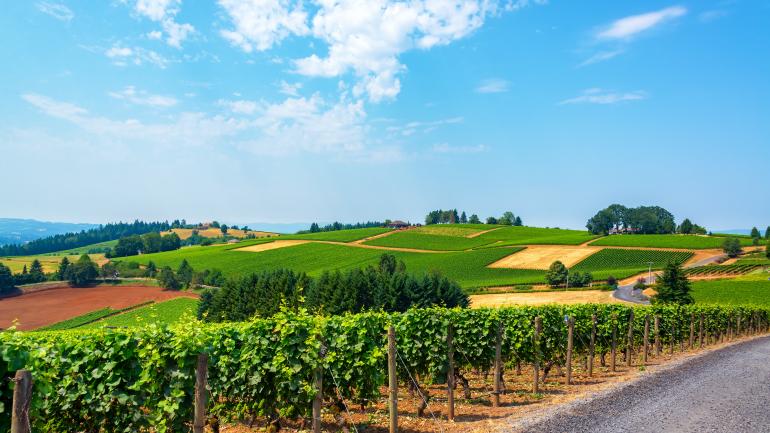 威拉米特河谷的一个葡萄园